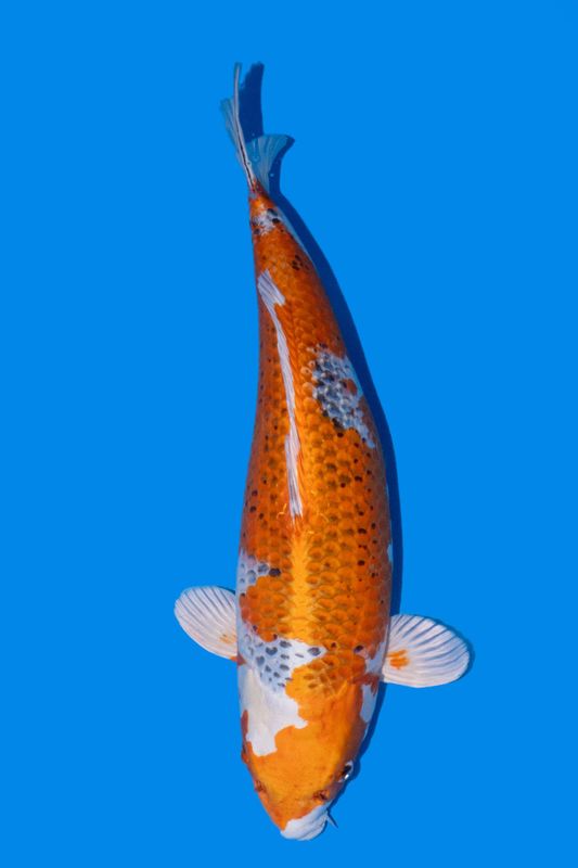 Kujaku 65 cm