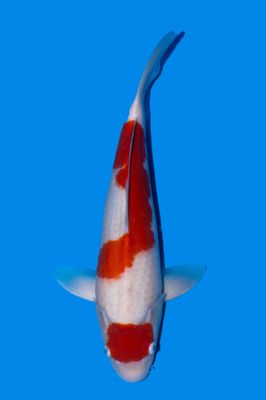 Kohaku 48 cm