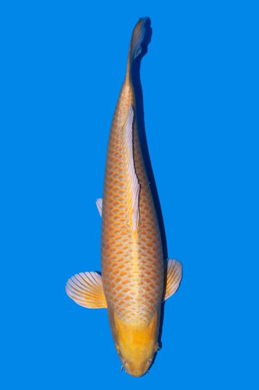 Yamabuki 69 cm (champion all Japan koi junior)