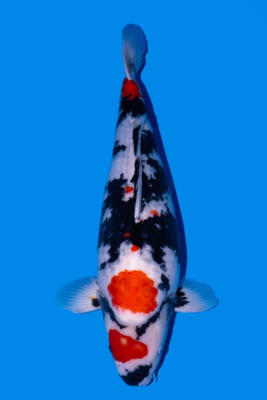 VENDU Showa 75 cm