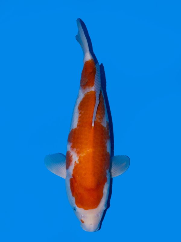 Kohaku. 55 cm