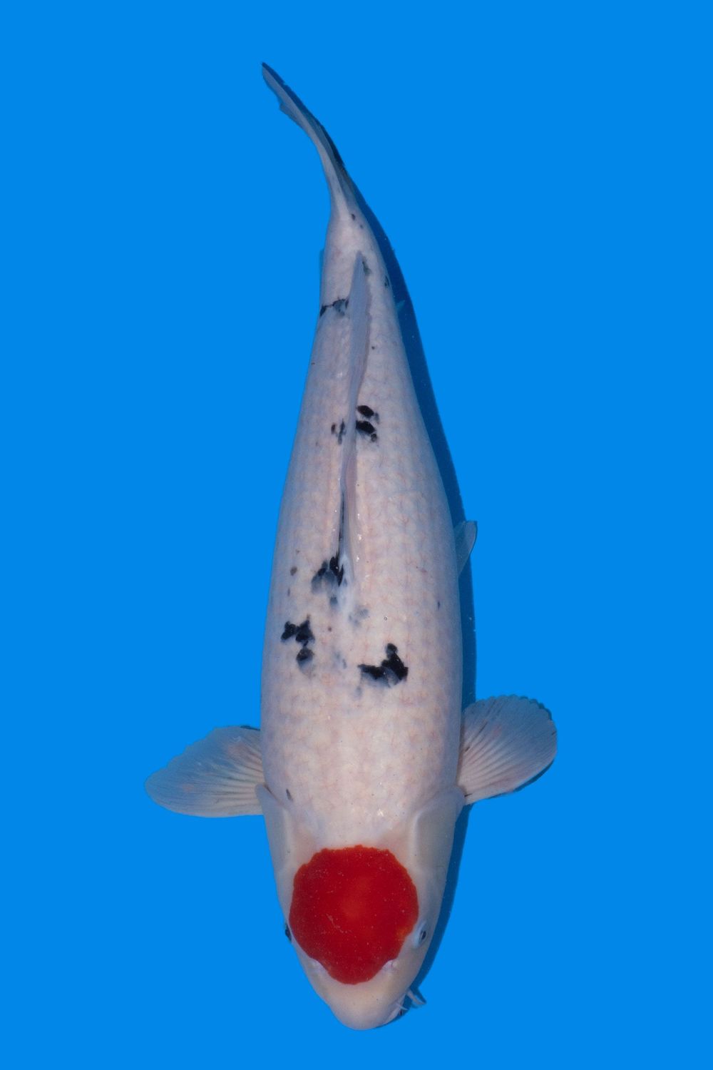Tancho Sanke 64 cm