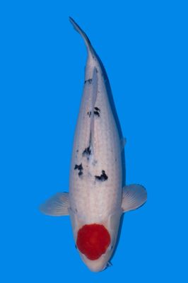 Tancho Sanke 64 cm