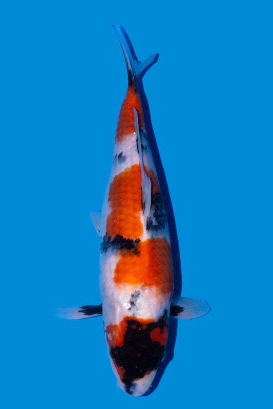 Showa 40 cm