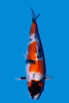 Showa 40 cm