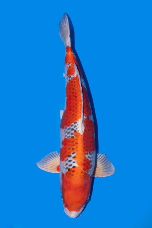 Kujaku 65 cm