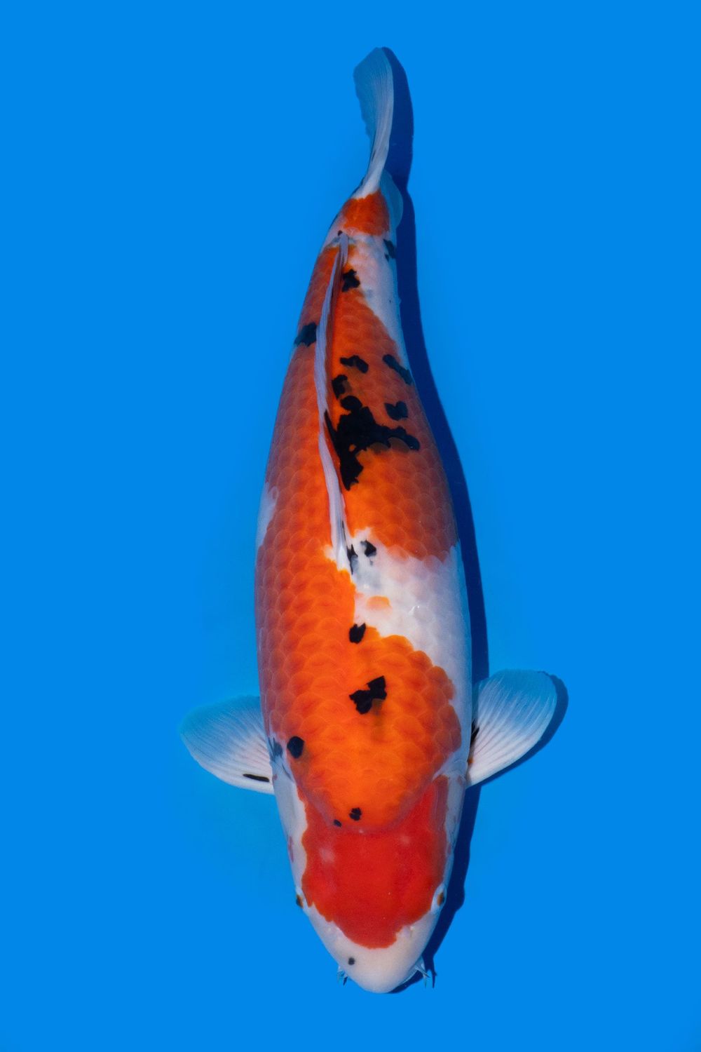 Sanke 70 cm