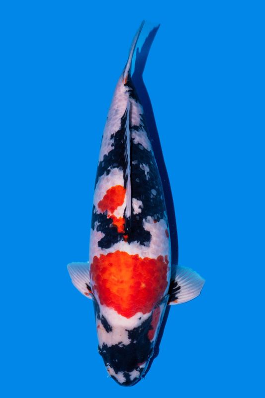 Showa 65 cm