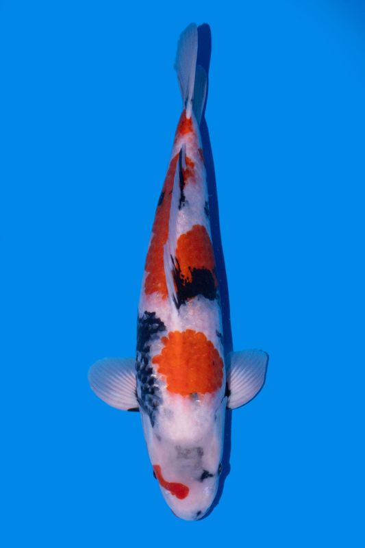 Showa 60 cm