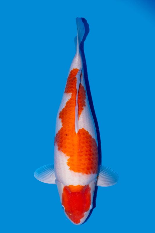 Kohaku 66 cm