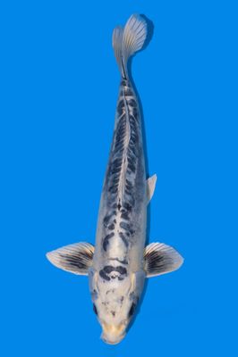 Kikokuryu 54 CM
