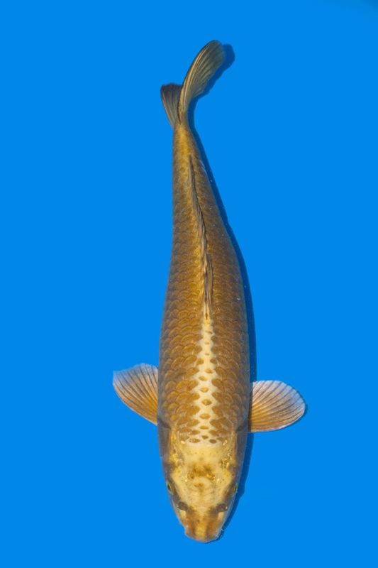 Botan (Yamabuki) 52 cm