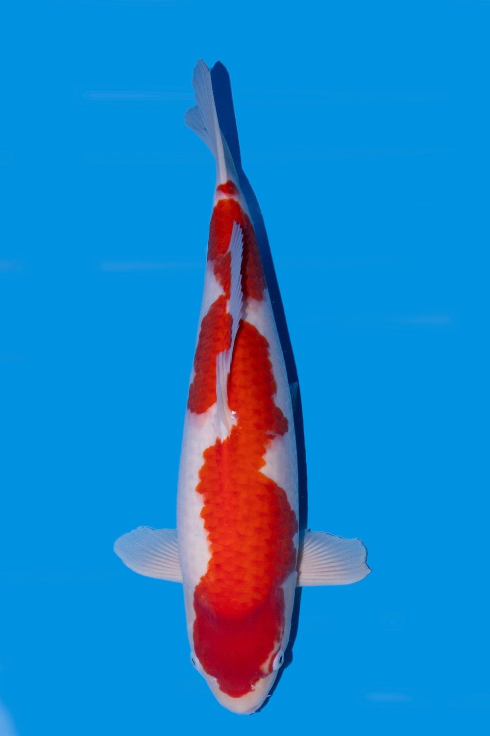 Kohaku 55 cm Kohaku 55 cm