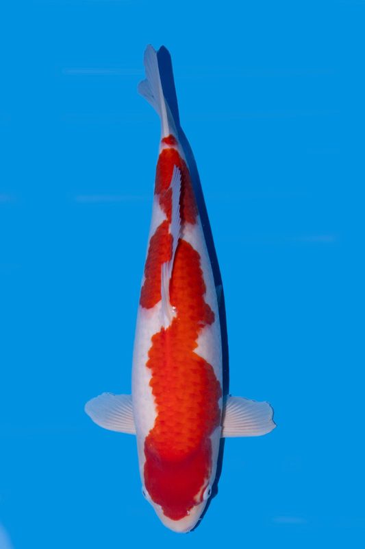 Jumbo Tosai Kohaku 52 cm