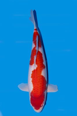 Jumbo Tosai Kohaku 52 cm