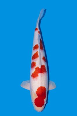 Jumbo Tosai Kohaku 53 cm