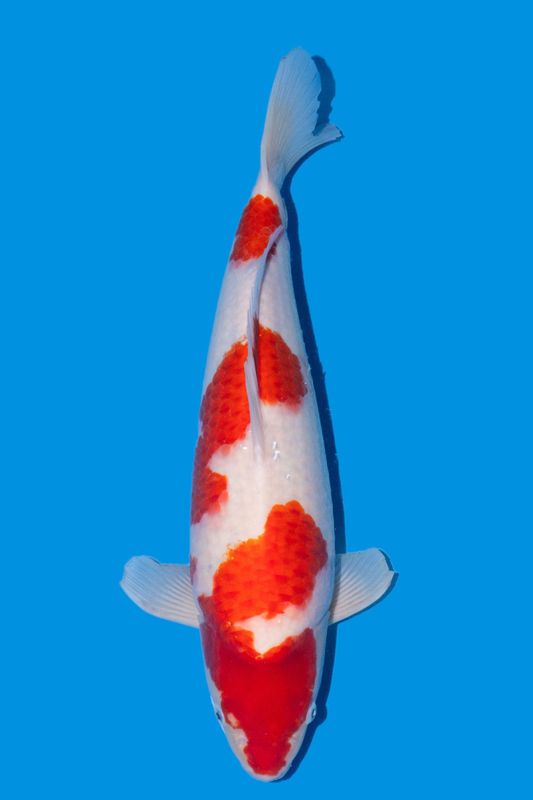 Jumbo Tosai Kohaku 51 cm