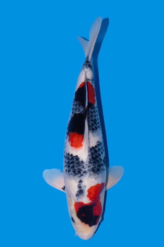 Showa  43 cm