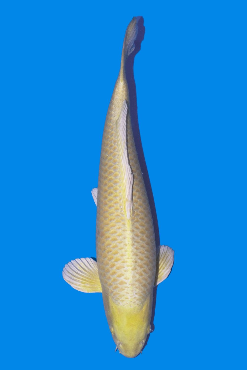 Yamabuki 70 cm (champion all Japan koi junior) Yamabuki 70 cm (champion all Japan koi junior)