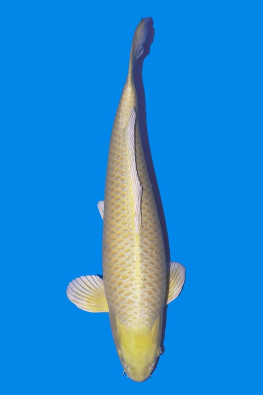 Yamabuki 70 cm (champion all Japan koi junior)