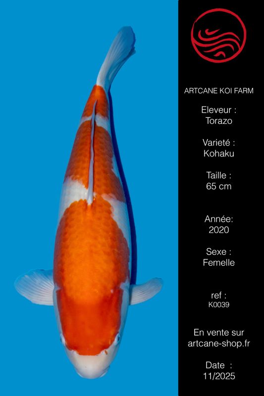 Kohaku 65 cm
