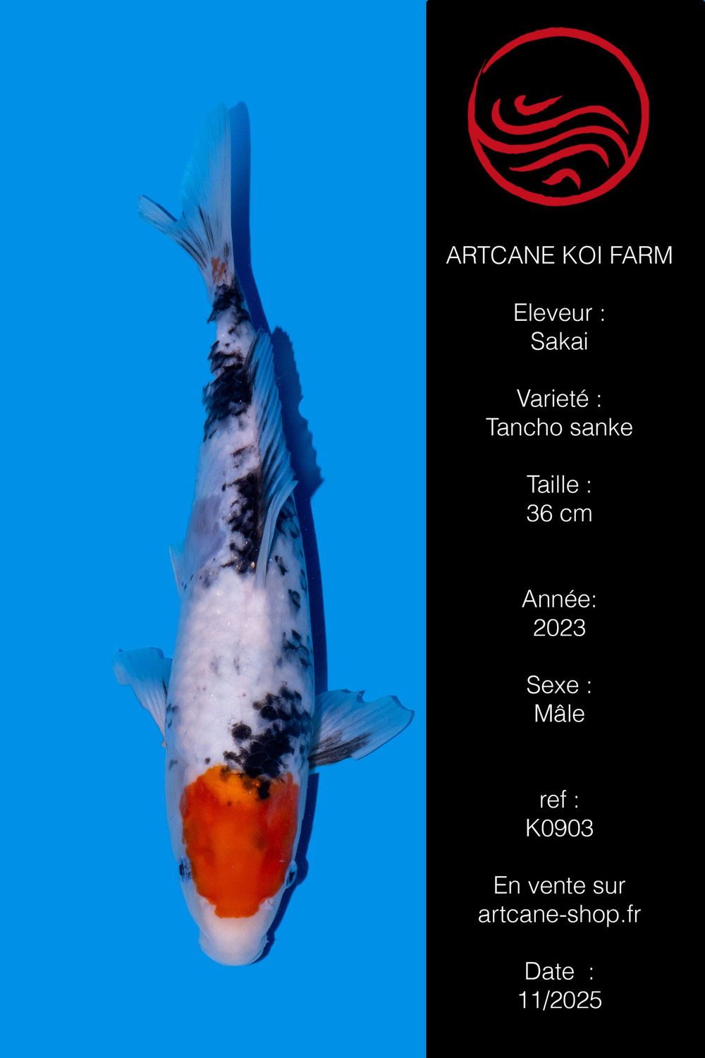 Tancho Sanke 36 cm Tancho Sanke 36 cm