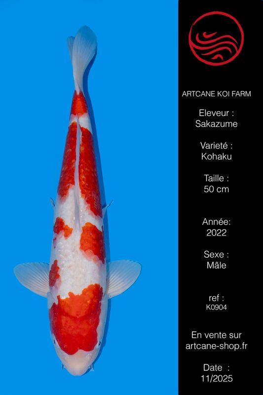 Kohaku 50 cm