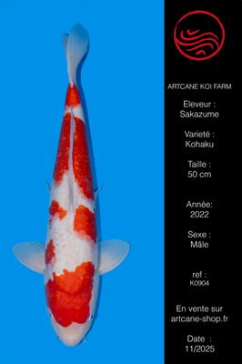 Kohaku 50 cm Kohaku 50 cm