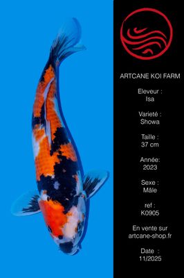 Showa 37 cm Showa 37 cm