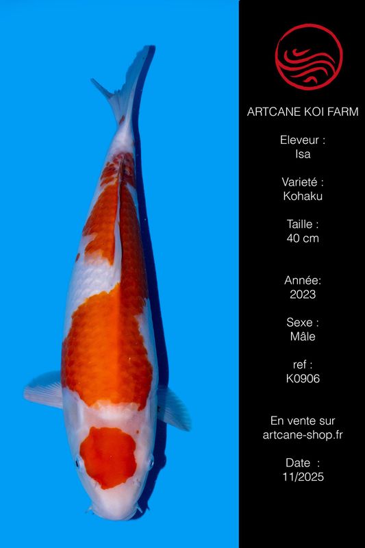 Maruten Kohaku 41 cm