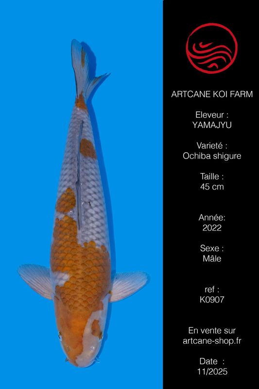 Ochiba Shigure 45 cm