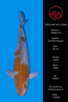 Ochiba Shigure 45 cm Ochiba Shigure 45 cm