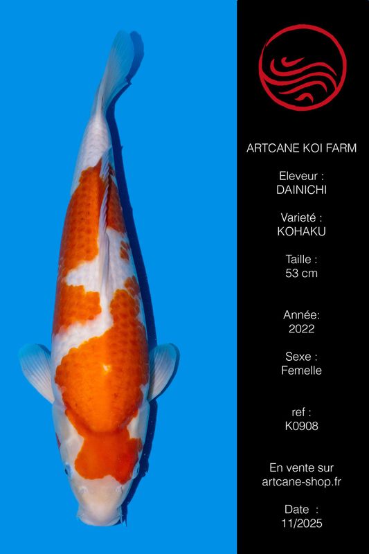Kohaku 53 cm