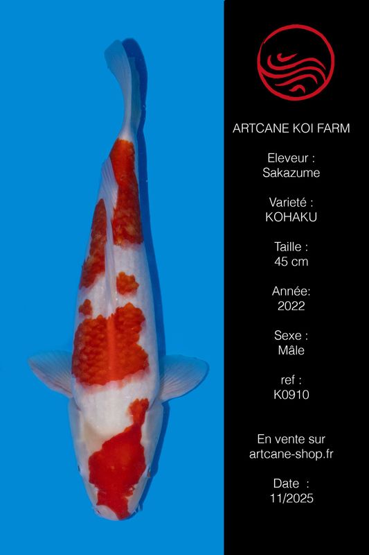 Kohaku 50 cm