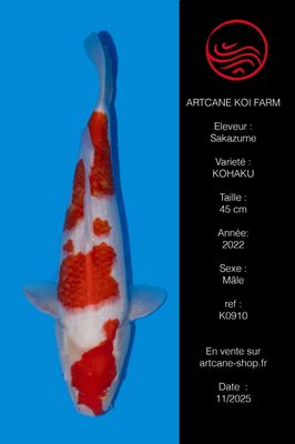 Kohaku 50 cm