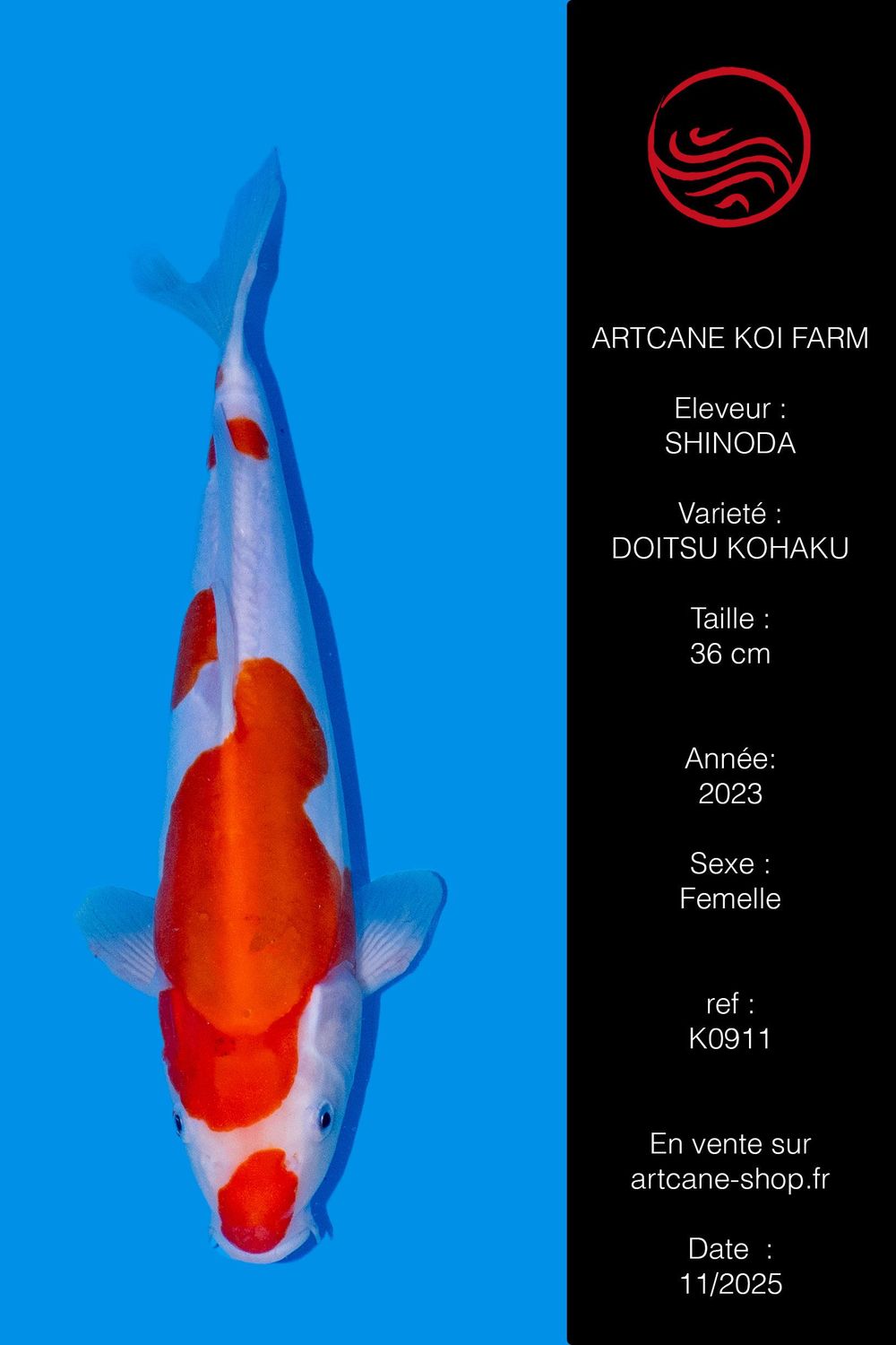 Doitsu  Kohaku 36 cm Doitsu  Kohaku 36 cm