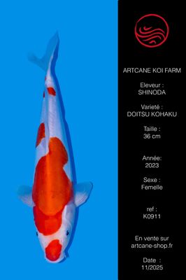 Doitsu Kohaku 36 cm Doitsu Kohaku 36 cm