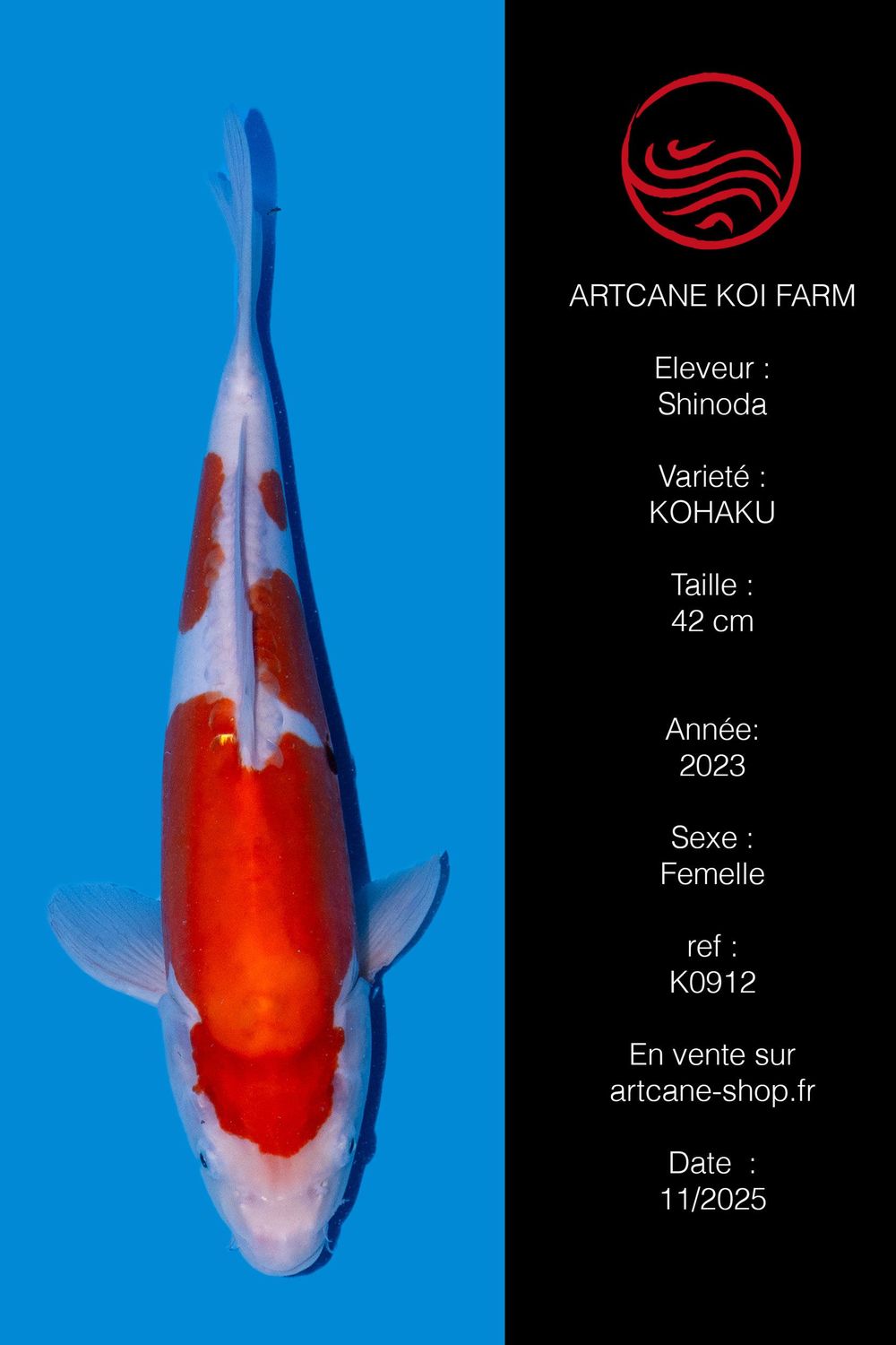 Doitsu  Kohaku 42 cm Doitsu  Kohaku 42 cm