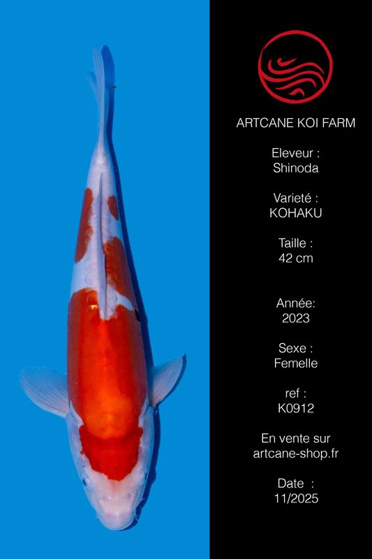Doitsu  Kohaku 42 cm