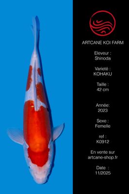 Doitsu Kohaku 42 cm Doitsu Kohaku 42 cm