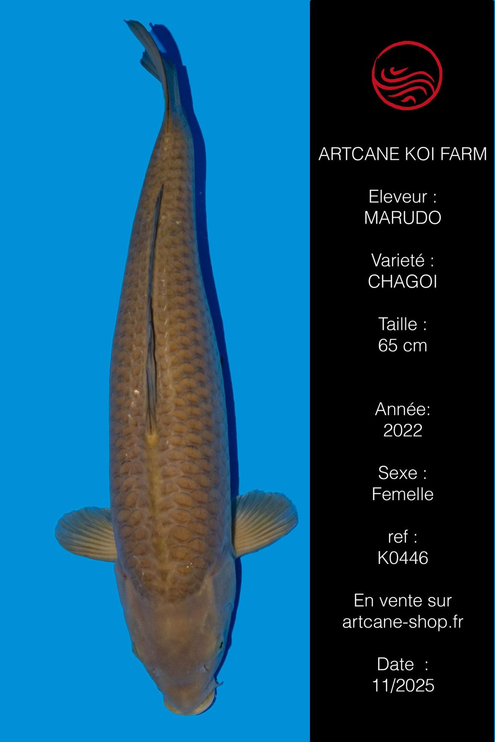 Chagoi 65 cm Chagoi 65 cm