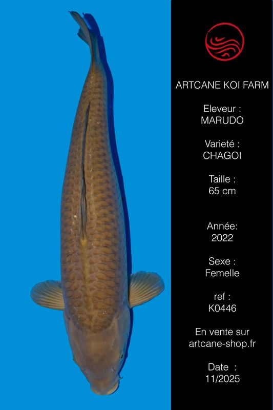 Chagoi 65 cm Chagoi 65 cm