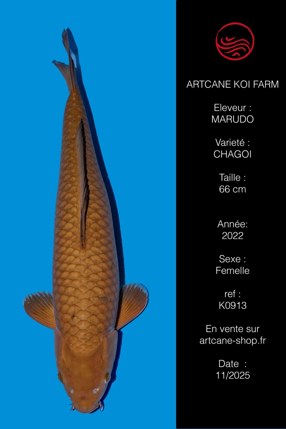 Chagoi 66 cm Chagoi 66 cm