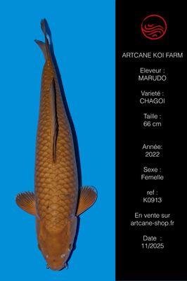 Chagoi 66 cm Chagoi 66 cm