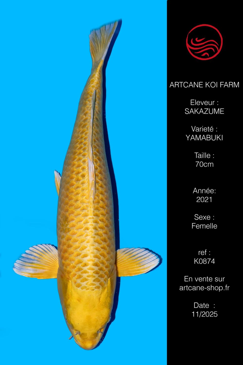 Yamabuki 70 cm Yamabuki 70 cm