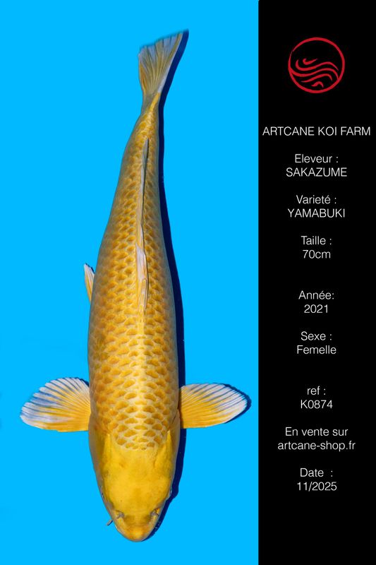 Yamabuki 70 cm Yamabuki 70 cm