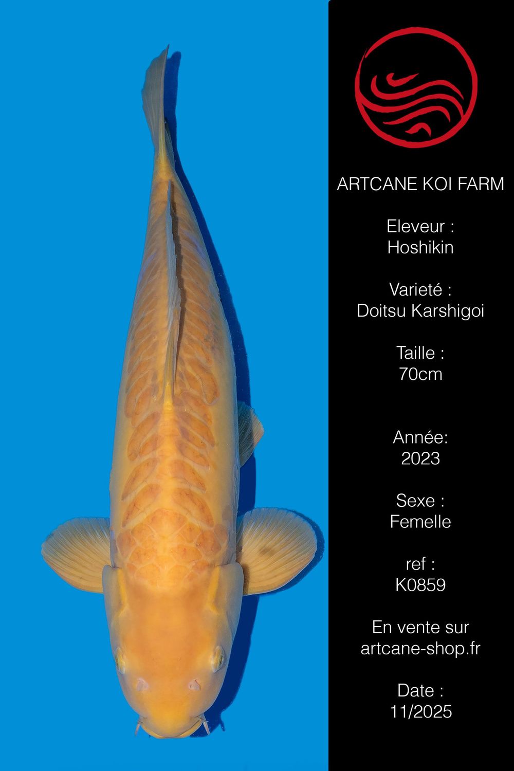 Doitsu Karashigoi 70 cm Doitsu Karashigoi 70 cm