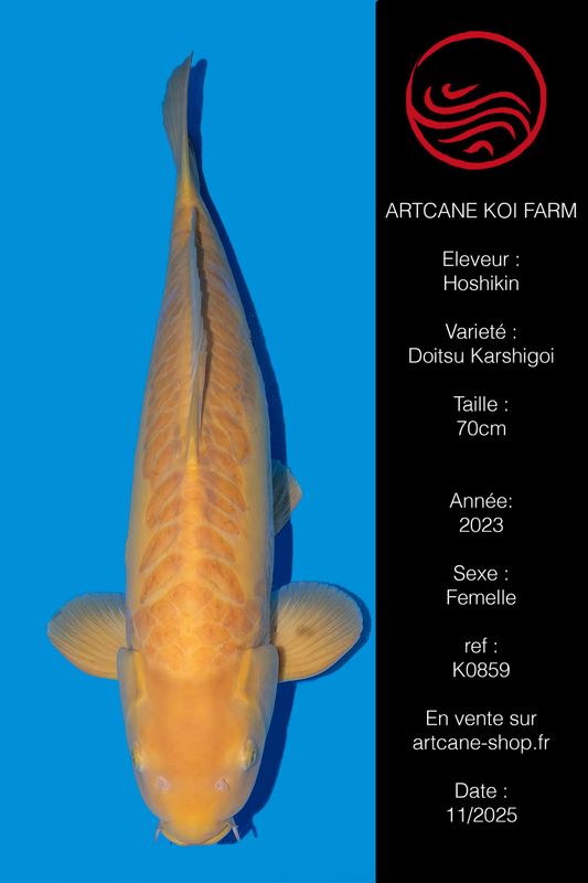 Doitsu Karashigoi 70 cm Doitsu Karashigoi 70 cm