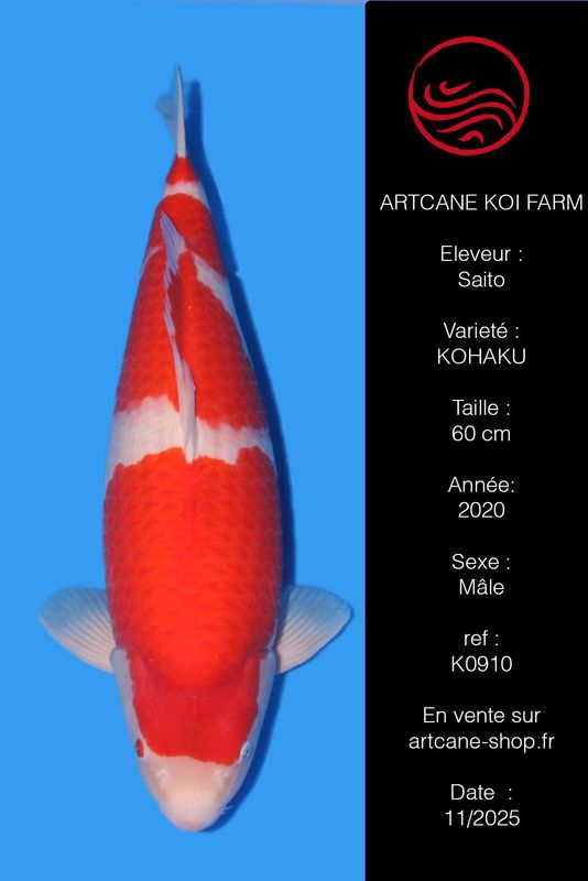 Kohaku 60 cm