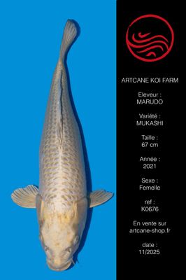 Mukashi ogon 67 cm